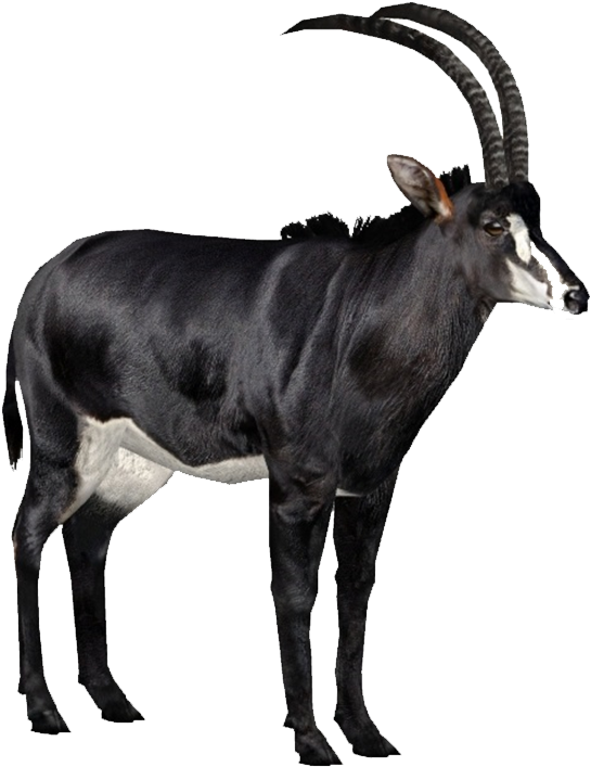 Goat Horns Png 545 X 707
