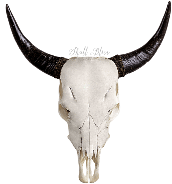 A Skull With Horns On A Black Background