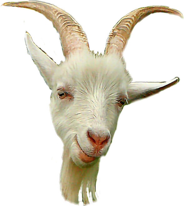 A White Goat With Horns