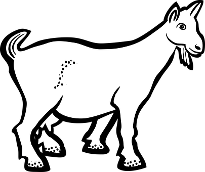 A White Goat With Black Background