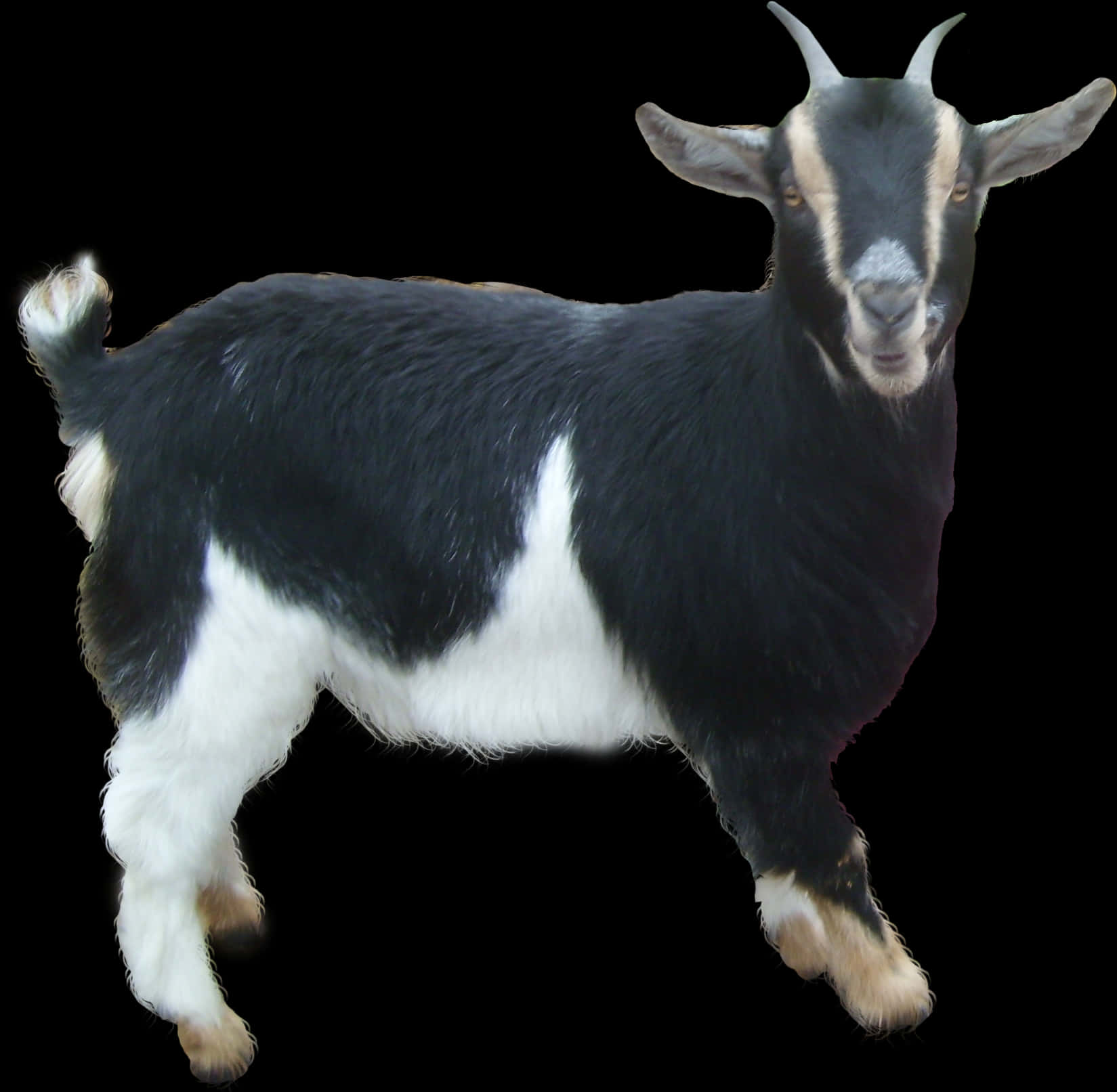 A Black And White Goat With Horns