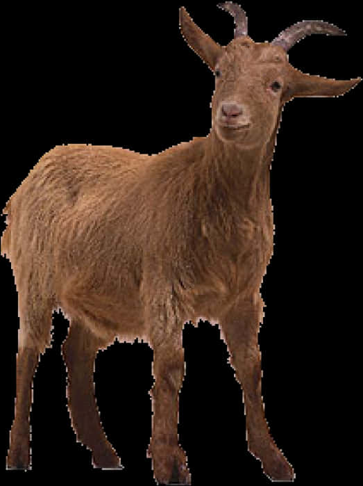 A Brown Goat With A Black Background