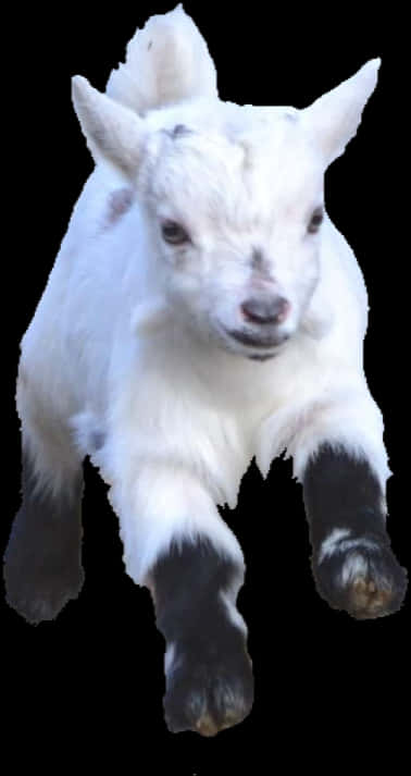 A White Goat With Black Legs