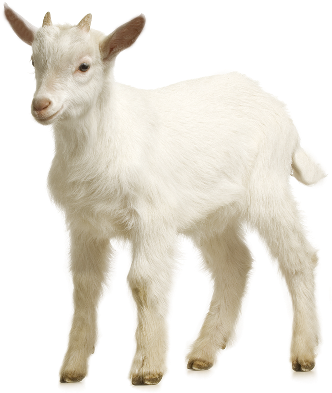 A White Goat With Brown Ears