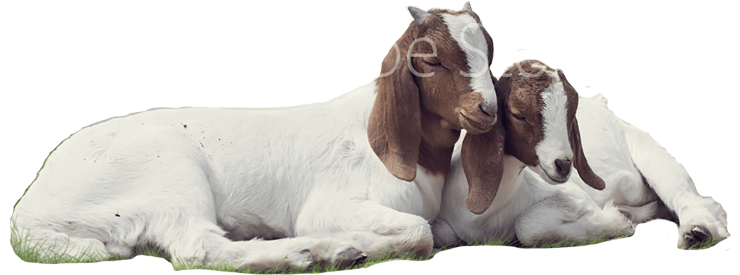 Goats PNG