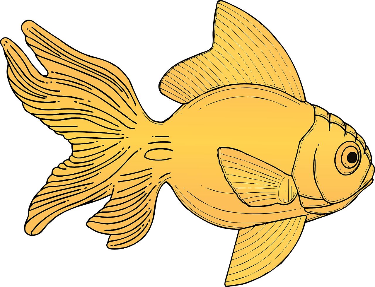 A Gold Fish With Black Background