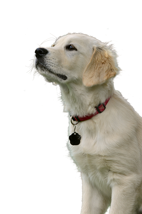 A Dog Looking Up With A Black Background