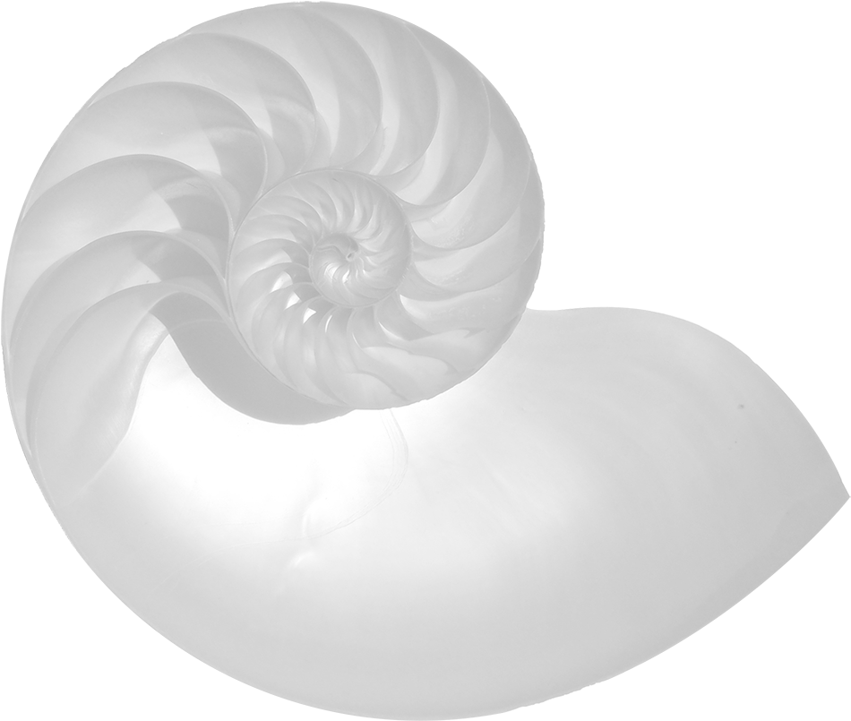 A White Shell With Black Background