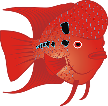 A Red Fish With Black Spots