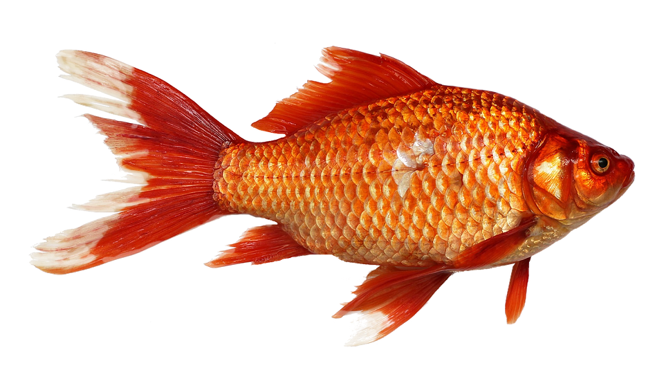 A Gold Fish With A Black Background