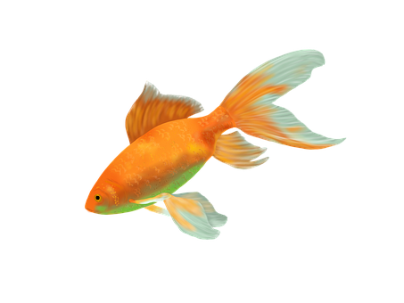 A Goldfish With White Fins