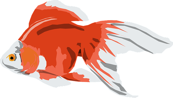 A Red And White Fish