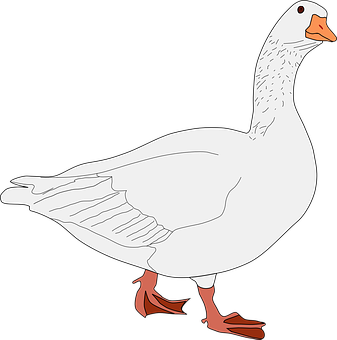 A White Duck With Orange Feet