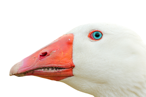 A White Duck With Blue And Red Beak
