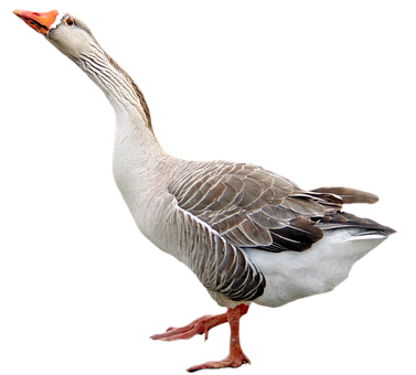 A White And Gray Goose With Orange Beak