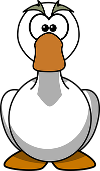A White Duck With A Brown Beak