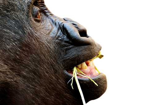 A Gorilla Eating Grass In Its Mouth