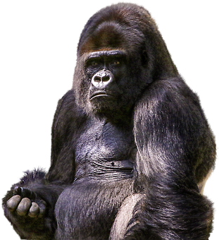 A Gorilla Sitting On A Black Background