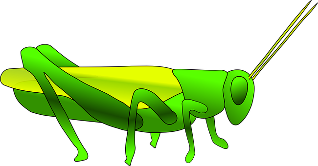 A Green And Yellow Grasshopper