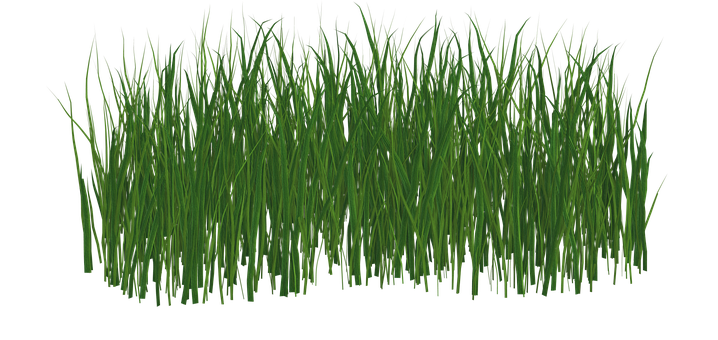 Grass Png 718 X 340