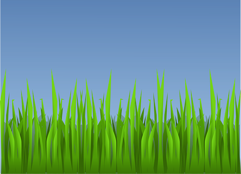 A Green Grass With Blue Sky
