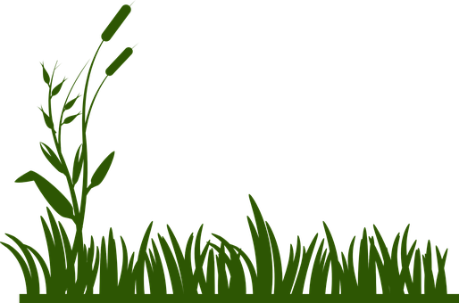 Grass With Grass And Plants In The Background