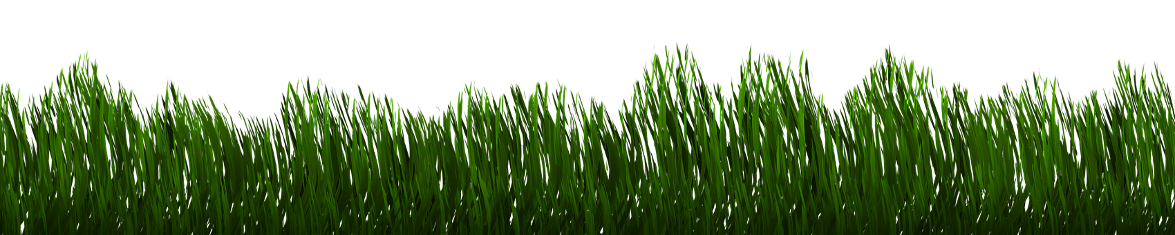 A Close Up Of Grass