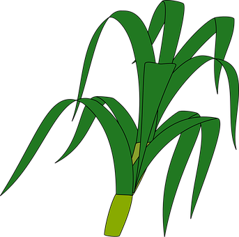 A Green Plant With Long Leaves