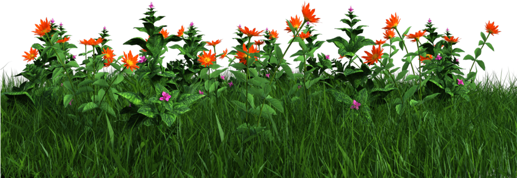 A Group Of Flowers In A Field
