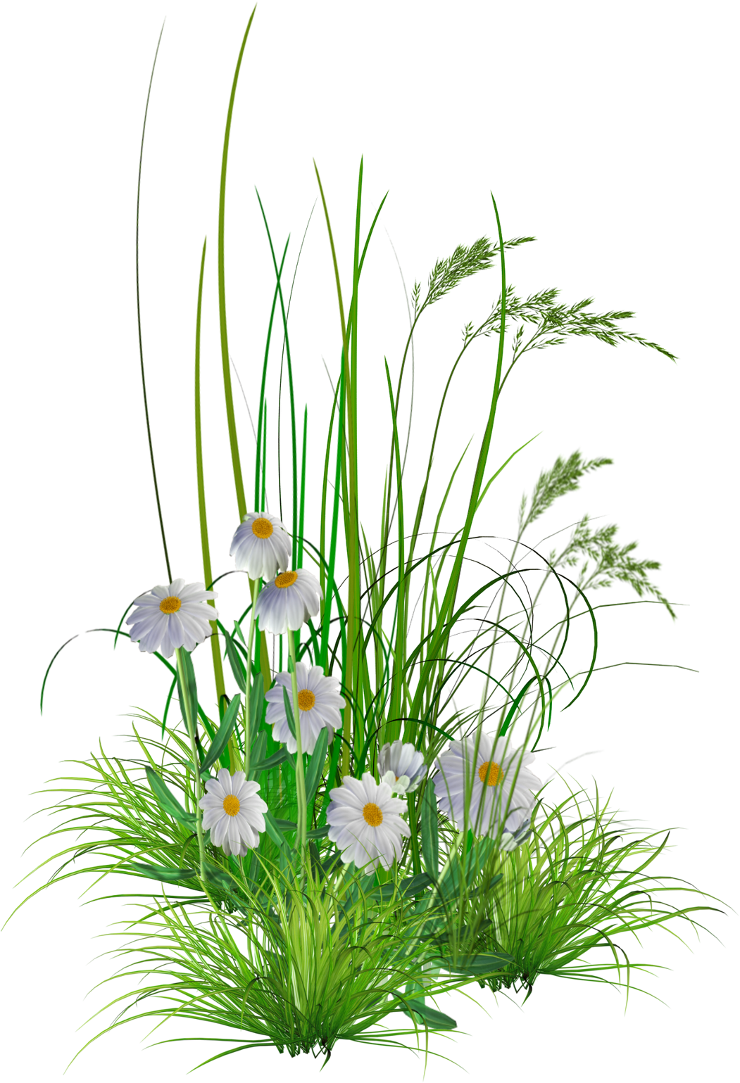 Grass Flower Png 1051 X 1539