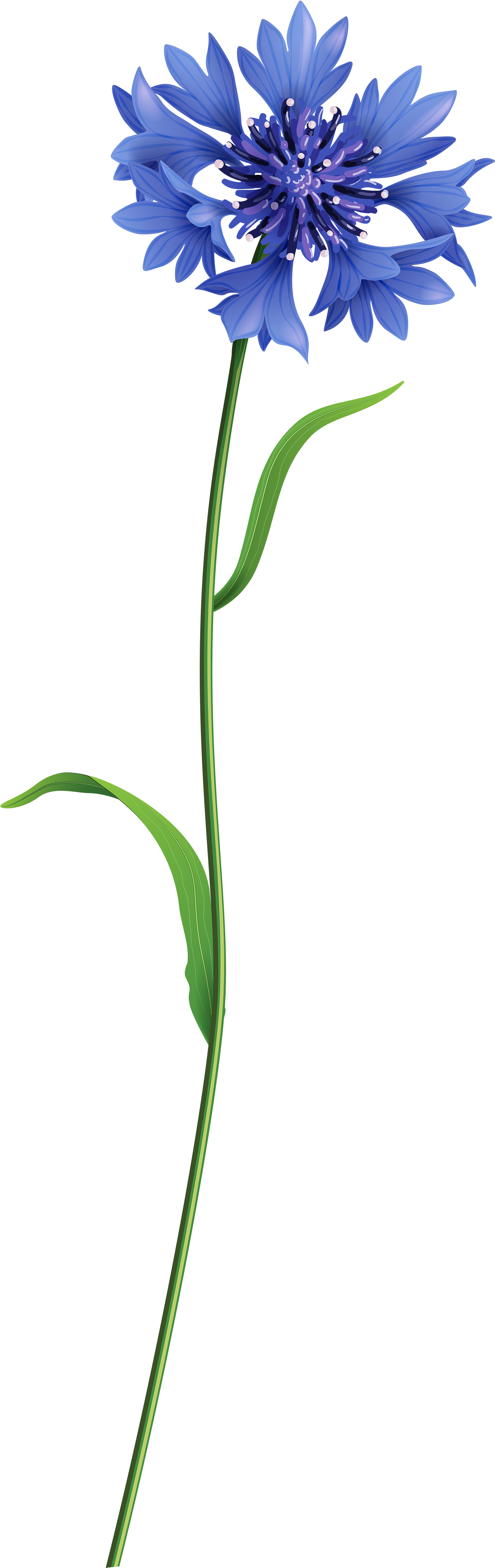 Grass Flower Png 1566 X 4960