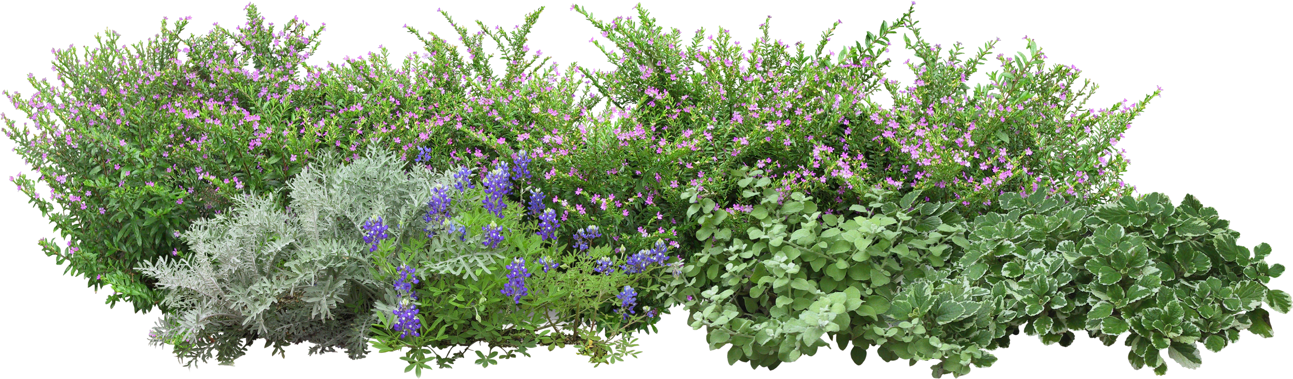 A Group Of Purple And Green Plants