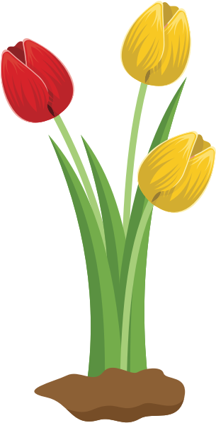 A Red And Yellow Tulips
