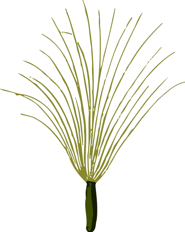 A Green Plant With Long Thin Lines