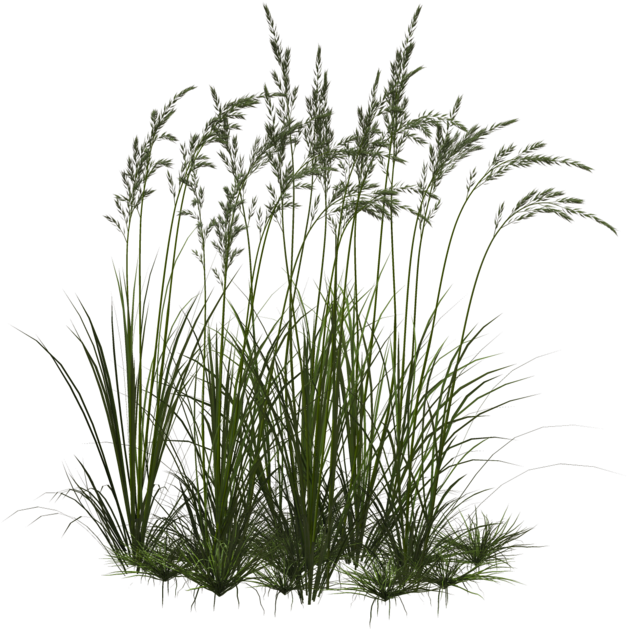 Grass Flower Png 627 X 629