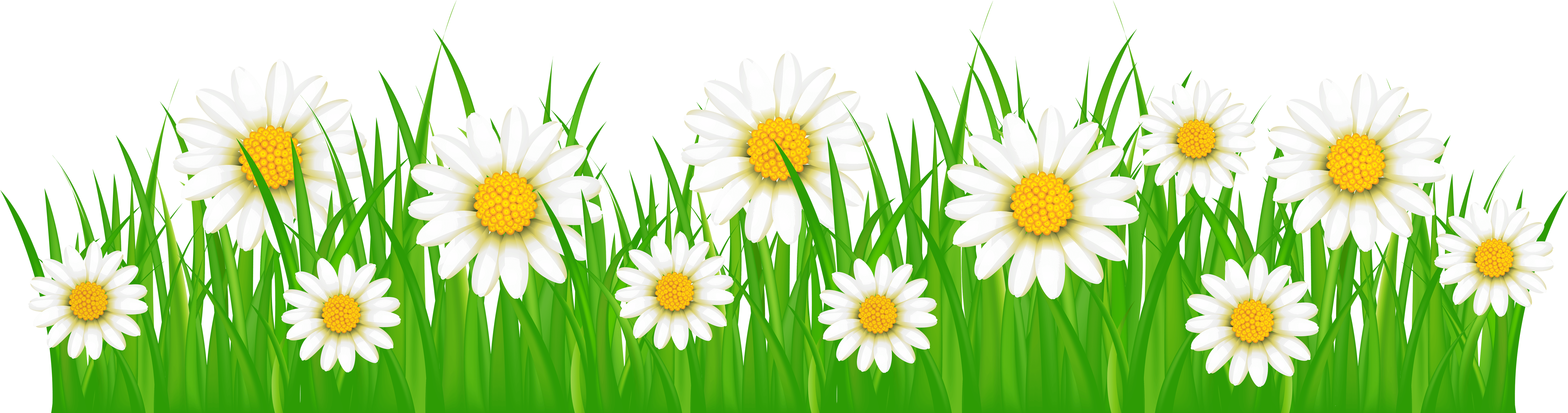 A Group Of White Flowers In Grass