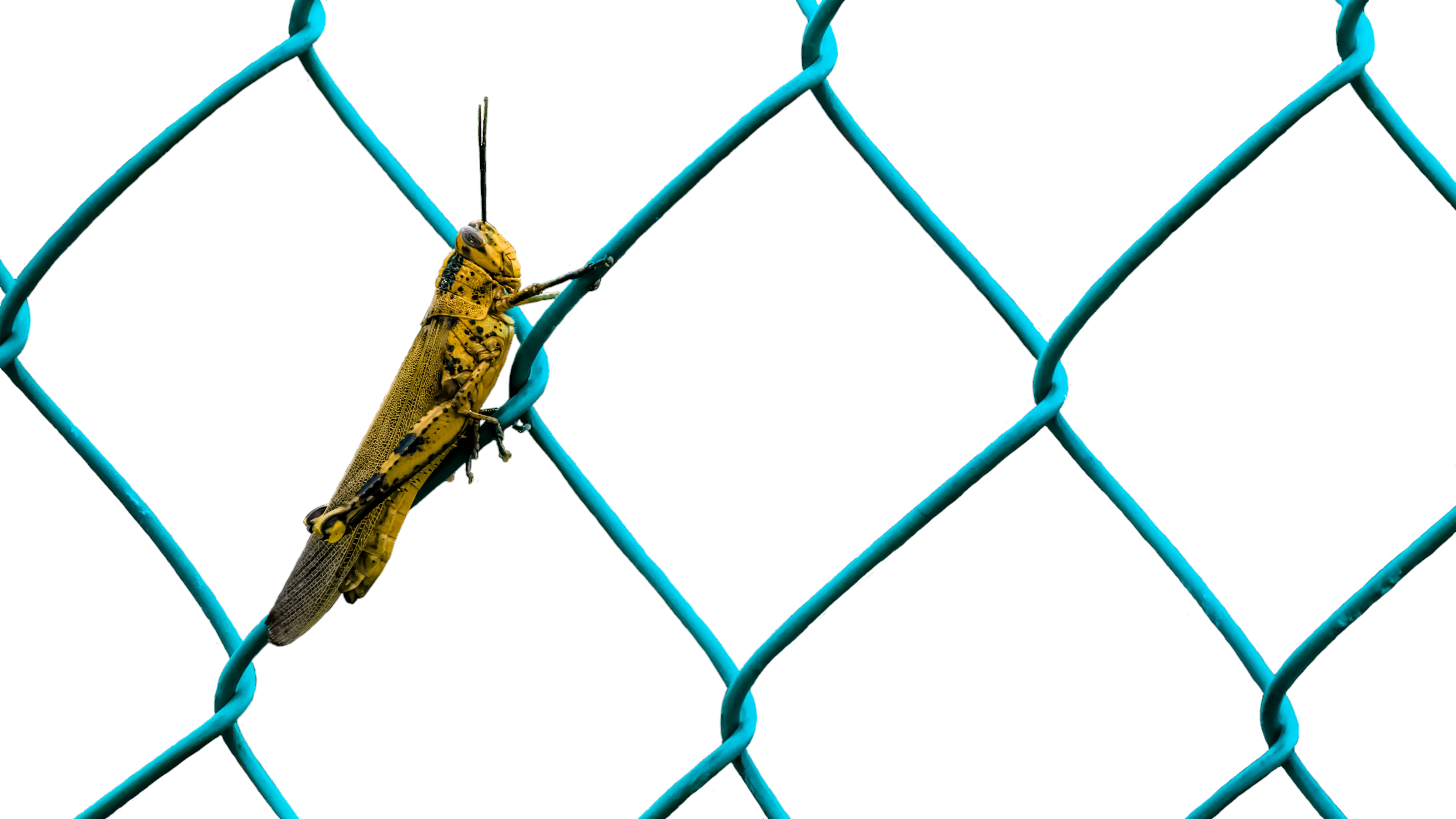 A Yellow Grasshopper On A Blue Fence