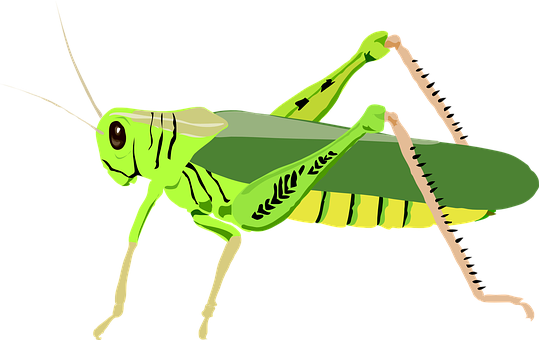 A Green Grasshopper With Black Background