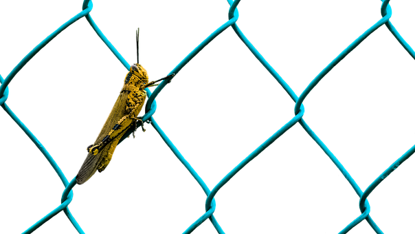 A Yellow And Black Insect On A Blue Wire Fence