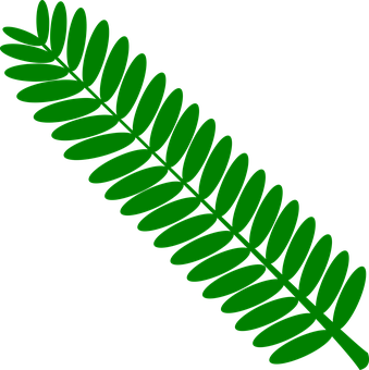 Green Png 339 X 340