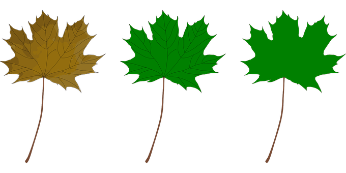 A Green And Yellow Leaves