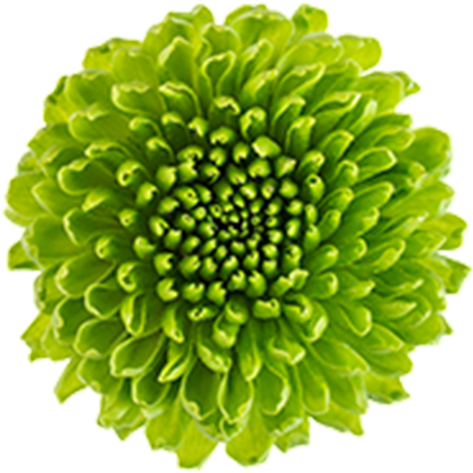 Green Flower Png 527 X 527