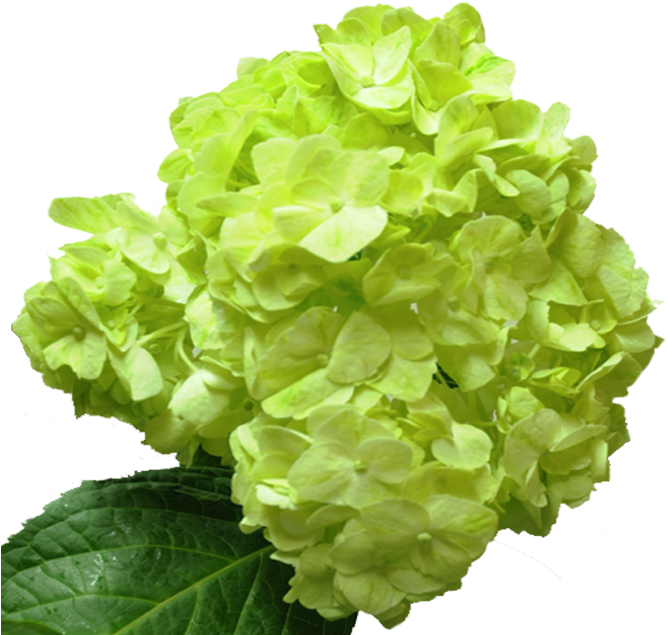 Green Flower Png 668 X 635