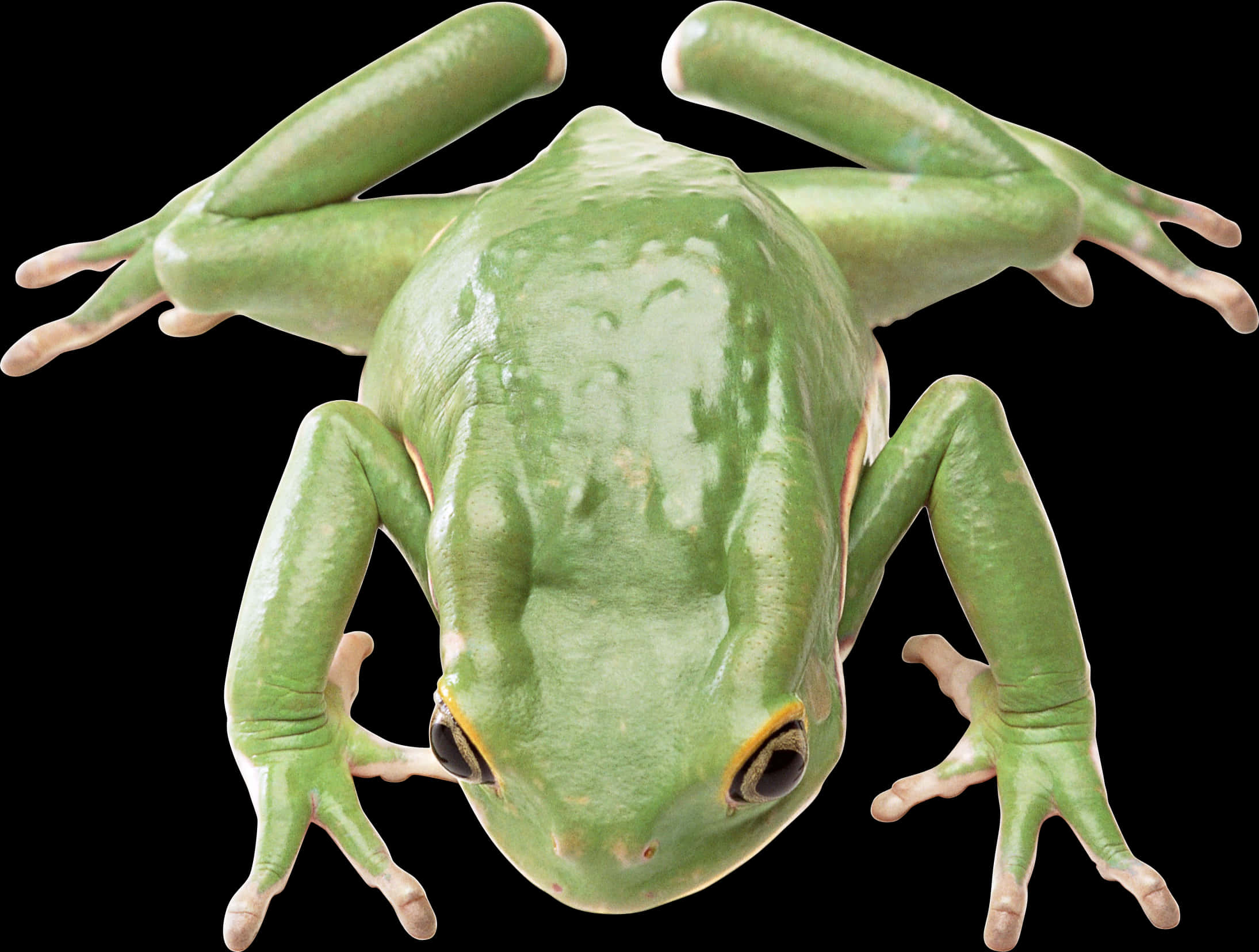 A Green Frog With Yellow Eyes