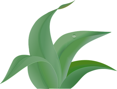 A Green Plant With A Drop Of Water On It