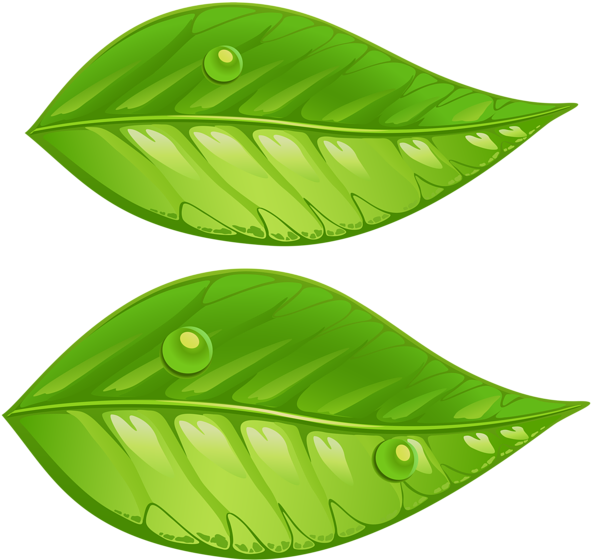 Green Leaf Png 591 X 560