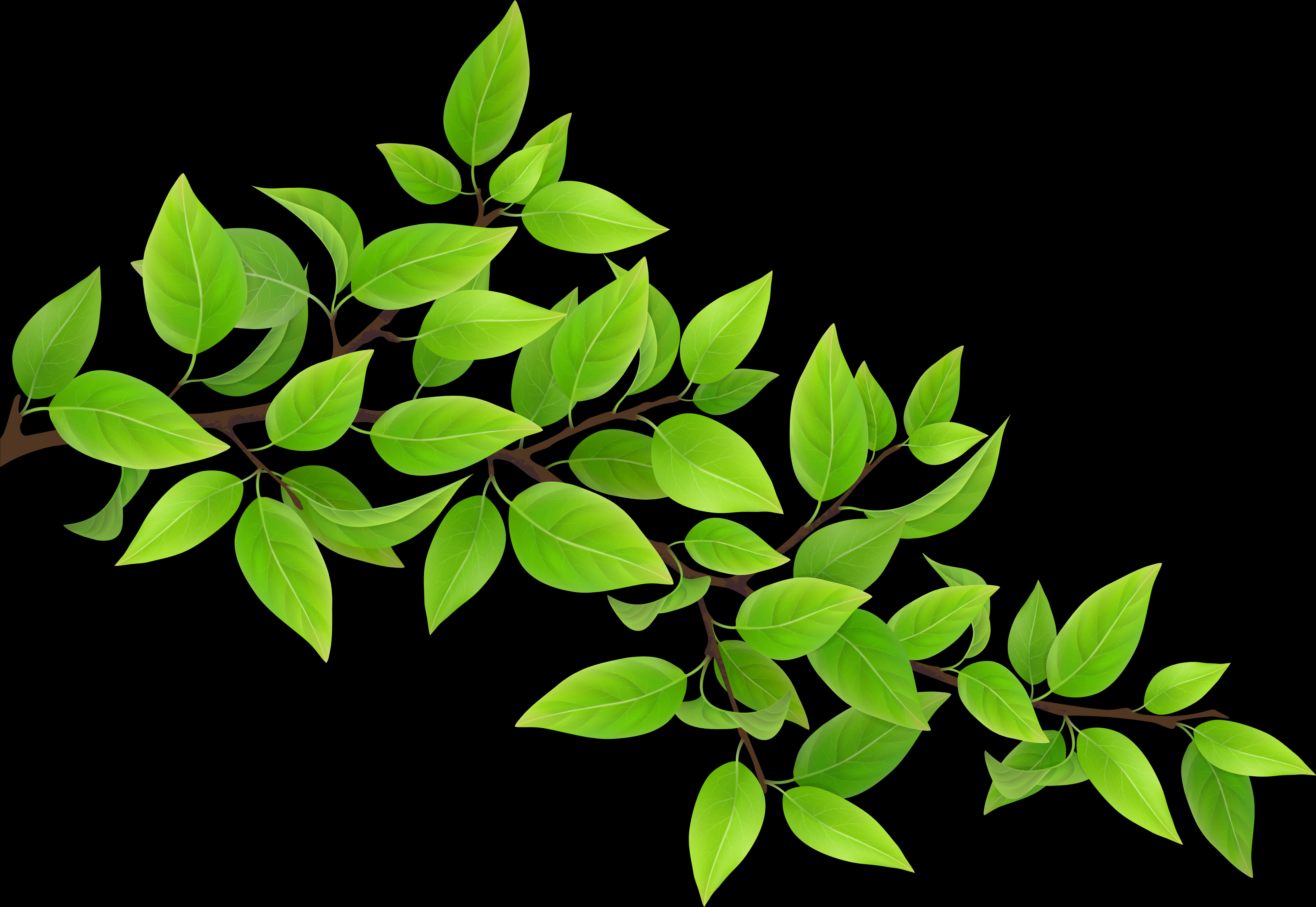 A Branch With Green Leaves