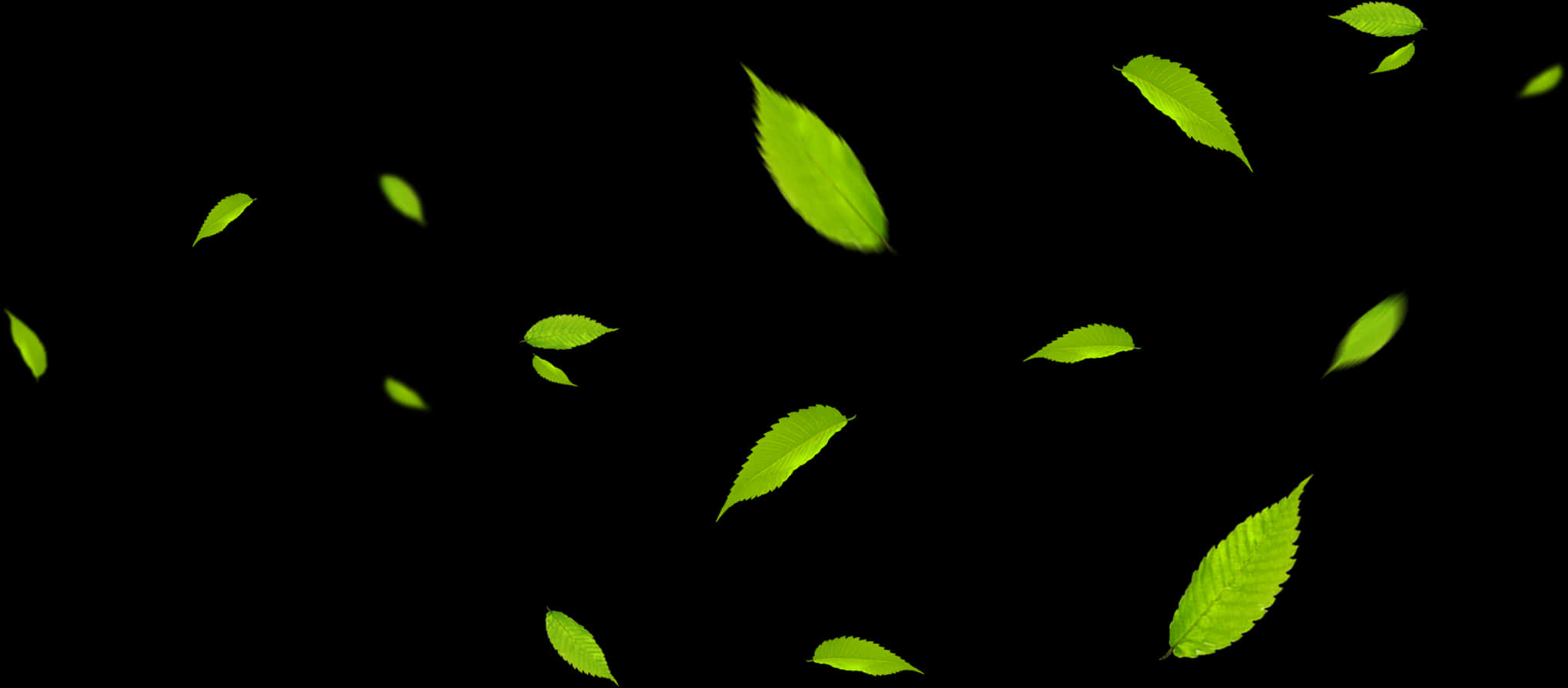 A Group Of Green Leaves