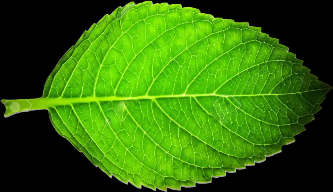 A Close Up Of A Leaf