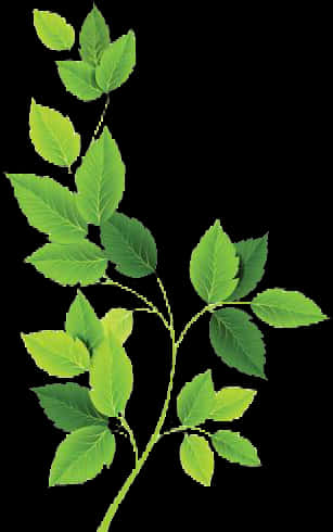 Green Leaves PNG